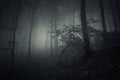 Dark Halloween scene in forest