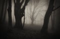 Dark Halloween scene in forest with mysterious fog