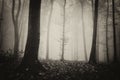 Dark Halloween scene in the woods