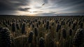 Dark Harvest: Mysterious Black Corn Field at Sunset Royalty Free Stock Photo