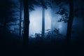 Dark haunted forest with fog at night