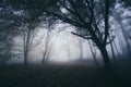 Haunted Halloween forest background with eerie trees