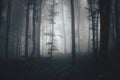 Dark haunted Halloween forest with mysterious fog Royalty Free Stock Photo