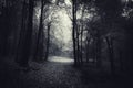 Dark haunted woods Royalty Free Stock Photo