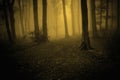 Dark haunted woods with fog Royalty Free Stock Photo