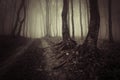 Dark haunted woods on Halloween Royalty Free Stock Photo
