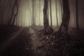 Dark haunted woods on Halloween Royalty Free Stock Photo