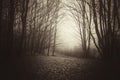 Dark haunted woods in late autumn Royalty Free Stock Photo