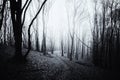 Dark haunted woods with path Royalty Free Stock Photo