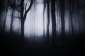 Dark haunted woods with thick fog Royalty Free Stock Photo