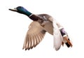 Dark head mallard duck drake in flight on white Royalty Free Stock Photo