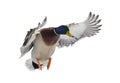 Dark head mallard duck drake on white in flight Royalty Free Stock Photo