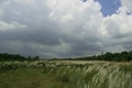 Dark and heavy clouds over a land of catkins