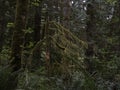 Dark heavy dence forest with moss growing in washington