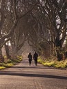 The Dark hedges