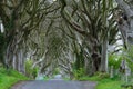 The Dark Hedges Royalty Free Stock Photo