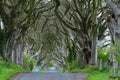 The Dark Hedges