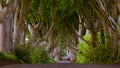 Dark Hedges Antrim Northern Ireland morning trees road way path