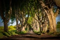 Dark Hedges Antrim Northern Ireland morning trees road way path