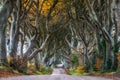 Dark Hedges Antrim Northern Ireland morning trees road way path