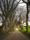 Dark Hedges Antrim Northern Ireland morning trees road way path