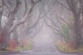 Dark Hedges in autumn season , North Ireland, mystic tree line drive and fog. Europe