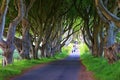 Dark Hedges is an avenue of beech trees along Bregagh Road