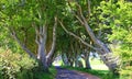 Dark Hedges is an avenue of beech trees along Bregagh Road