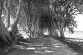 Dark Hedges is an avenue of beech trees along Bregagh Road