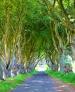 Dark Hedges is an avenue of beech trees along Bregagh Road