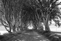 Dark Hedges is an avenue of beech trees along Bregagh Road