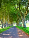 Dark Hedges is an avenue of beech trees along Bregagh Road