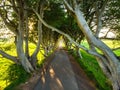 The Dark Hedges, an avenue of beech trees along Bregagh Road in County Antrim, Nothern Ireland Royalty Free Stock Photo