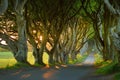 The Dark Hedges, an avenue of beech trees along Bregagh Road in County Antrim, Nothern Ireland Royalty Free Stock Photo