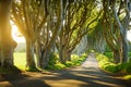 The Dark Hedges, an avenue of beech trees along Bregagh Road in County Antrim, Nothern Ireland Royalty Free Stock Photo