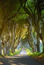 The Dark Hedges, an avenue of beech trees along Bregagh Road in County Antrim, Nothern Ireland Royalty Free Stock Photo