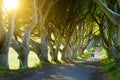 The Dark Hedges, an avenue of beech trees along Bregagh Road in County Antrim, Nothern Ireland Royalty Free Stock Photo