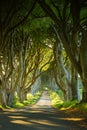 The Dark Hedges, an avenue of beech trees along Bregagh Road in County Antrim. Tourist attractions in Nothern Ireland Royalty Free Stock Photo