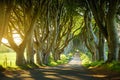 The Dark Hedges, an avenue of beech trees along Bregagh Road in County Antrim. Tourist attractions in Nothern Ireland Royalty Free Stock Photo