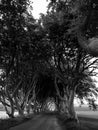 Dark Hedges is an avenue of beech trees along Bregagh Road