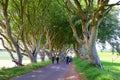 Dark Hedges is an avenue of beech trees along Bregagh Road