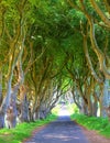 Dark Hedges is an avenue of beech trees along Bregagh Road