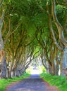 Dark Hedges is an avenue of beech trees along Bregagh Road