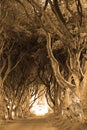 Dark Hedges is an avenue of beech trees along Bregagh Road