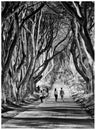 The Dark Hedges , Ballymoney, Northern Ireland