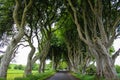 The Dark Hedges, Ballymoney, Northern Ireland Royalty Free Stock Photo