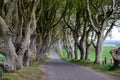 Dark Hedges Beech trees nature landscape photography Royalty Free Stock Photo