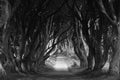 Dark Hedges in County Antrim, Northen Ireland. Royalty Free Stock Photo