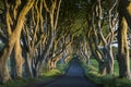 The Dark Hedges - County Antrim - Northern Ireland Royalty Free Stock Photo