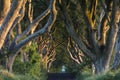 The Dark Hedges - County Antrim - Northern Ireland Royalty Free Stock Photo